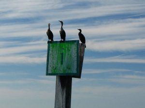 Water Birds On Channel Marker